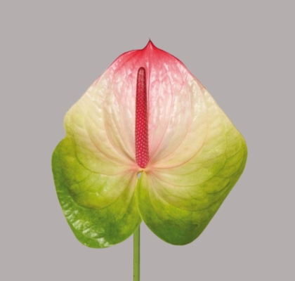 Anthurium Hol. Zafira �13  "CC12" (7 Dias - 2�)