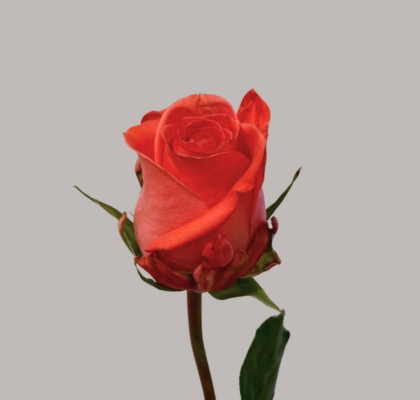 Rosa Hol. Sankara 50cm Rs (7 Dias - 2�)