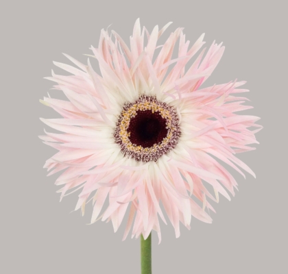 Gerbera Hol. Gerspider Cream Springs "T25" (7 Dias - 2�)