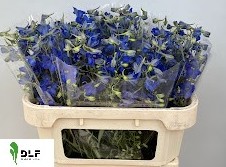 Delphinium Hol. Bd Volkerfrieden 60cm "T10" (7 Dias - 2�)