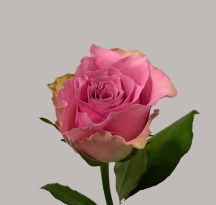 Rosa Hol. Flirt 40cm (7 Dias - 2�) (7 Dias - 2�)