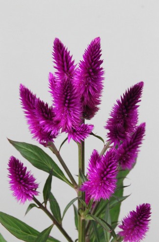 Celosia Celway Purple 70cm "T25"