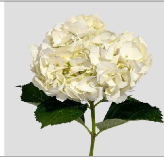 Hortensia White Super 60cm �18/19