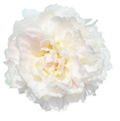 Peonia Hol. Brother Chuk 60cm Bl. "AA"