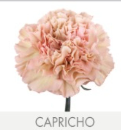 Clavel Col. Fancy Capricho