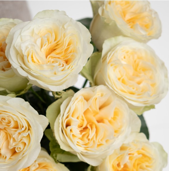 Rosa Ecu. Buttercup 40cm