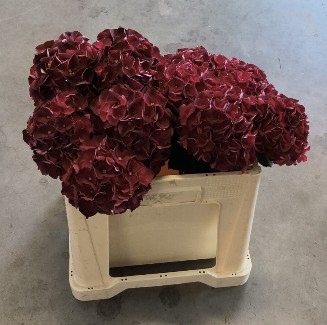 Hortensia Hol. Mag. Dark Ruby 50cm �15/17