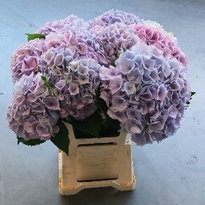 Hortensia Hol. My Heaven 60cm �18/20cm Lav.