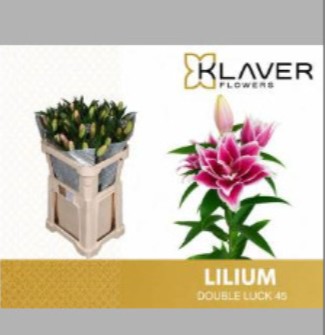 Oriental Hol. Fuc. Doble Luck 70cm 3 fl.
