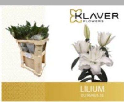 Oriental Hol. Bl. Doble Venus 80cm 3/4 fl.