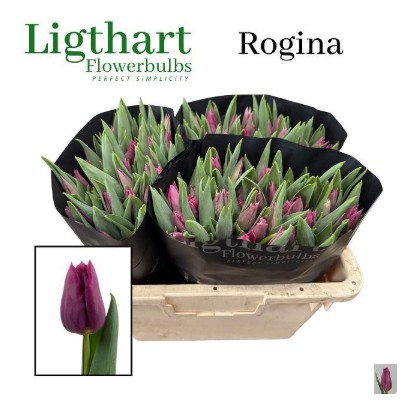 Tulipan Hol. Rogina 40cm Mor.