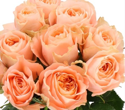Rosa Hol. Charming Reeva 50cm