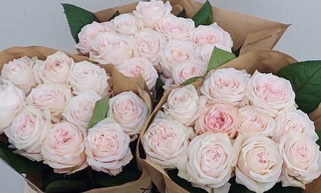 Rosa Hol. Sunderland 50cm