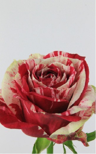 Rosa Hol. Harlekin 50cm A2 "T20"