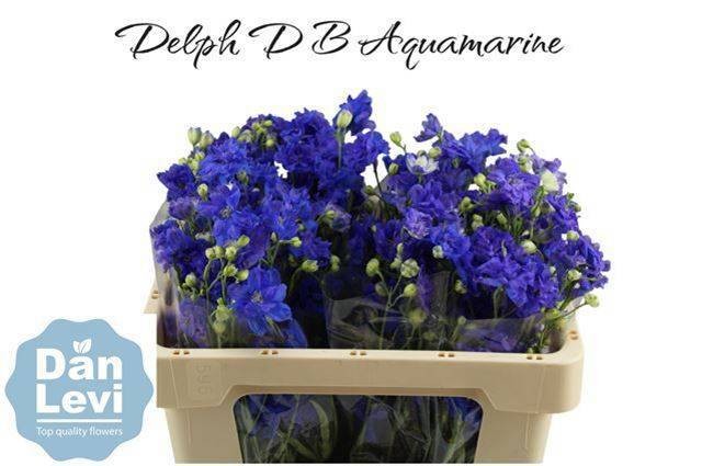 Delphinium D Bijou Aquam 40cm "T20"