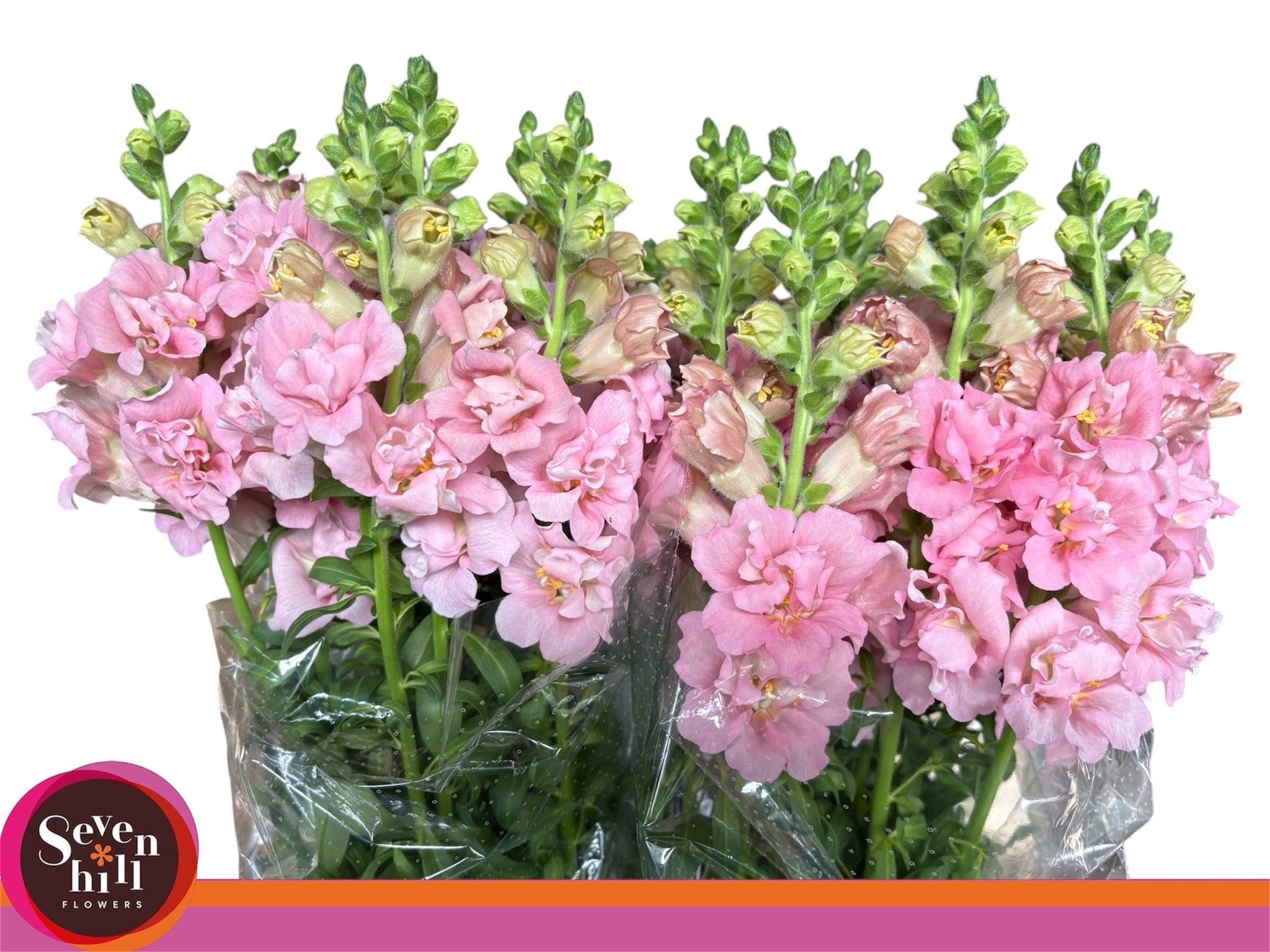 Antirrhinum Hol. Madame Butterfly Pink