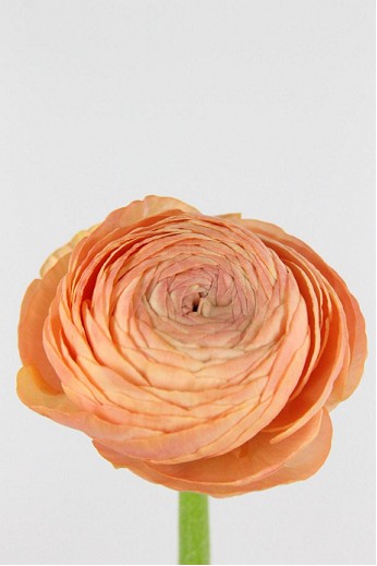 Ranunculos Hol. Aazur Salmon 40cm 20gr