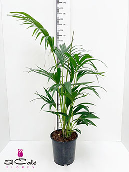 P. Kentia Hol. Forsteriana 21/150cm 5P