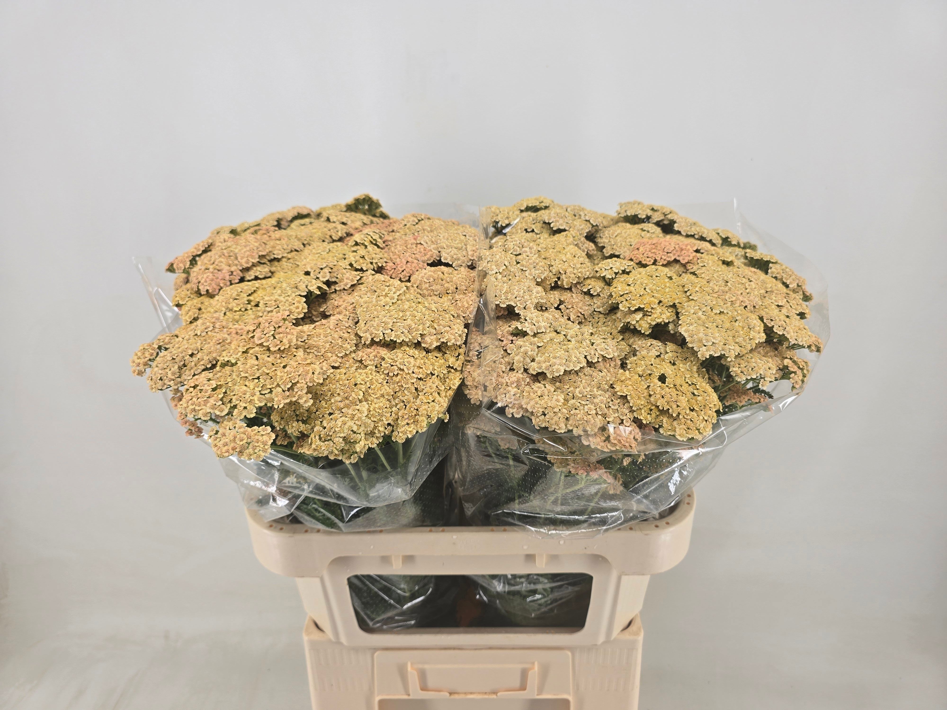 Achilea Hol. Cleopatra 75cm Sal.