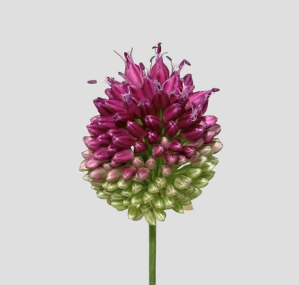 Allium Sphaerocephalon 80cm (7 Dias - 2�)