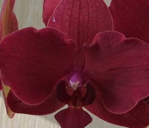 Phalaenopsis Montreux x25 (7 Dias - 2�)