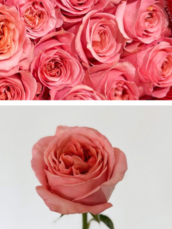 Rosa Ecu. Pink Expression 50cm (7 Dias - 2�)