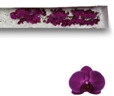 Phalaenopsis Stellenbosch x25 (7 Dias - 2�)