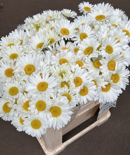Leucanthemum Hol. Vulg Rheinblick 55cm "T20" (7 Dias - 2�)