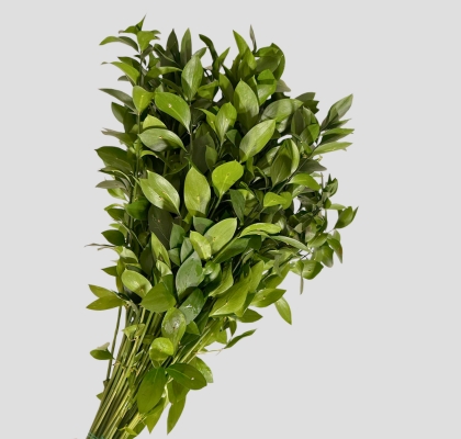 Ruscus 60cm "T50" (7 Dias - 2�)