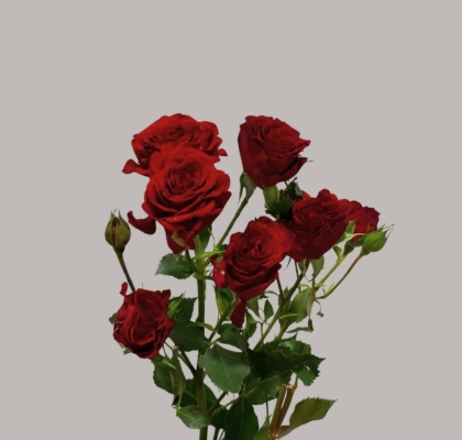 Ramificada Velvet Blossoms 50cm Rj. (7 Dias - 2�)