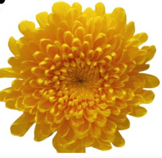 Uniflor Ecu. Yolk (7 Dias - 2�)