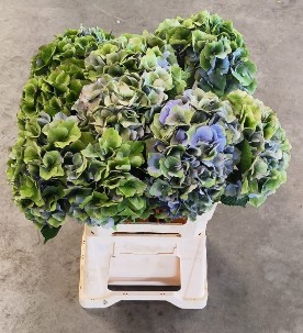 Hortensia Hol. Roy. Palace Classic 60cm �18/20 (7 Dias - 2�)