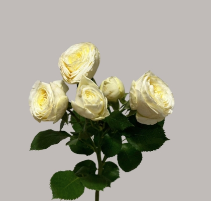 Ramificada Sno. Trendsetter 40cm (7 Dias - 2�)