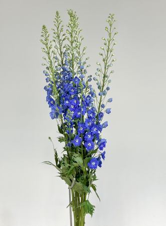 Delphinium Nac. Azul 100cm (7 Dias - 2�)