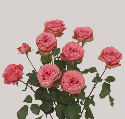 Ramificada Hawi 50cm Rs. (7 Dias - 2�)