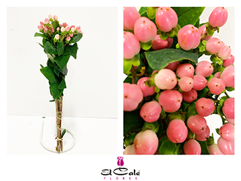 Hypericum Hol. Coco Casino 70cm Rs