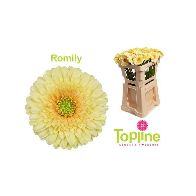 Gerbera Mini Hol. Romily "T20"
