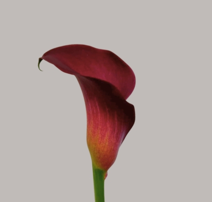 Calla Bordeaux Art 70cm