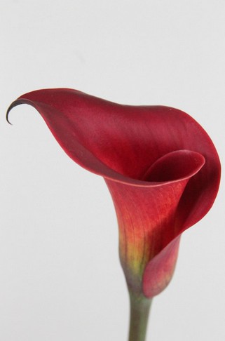 Calla Red Salsa 50cm Roja