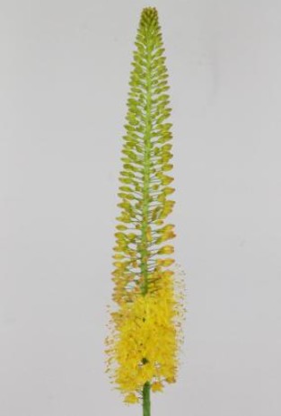 Eremurus Hol. Flash Dance 90cm (25cm flor)Am.