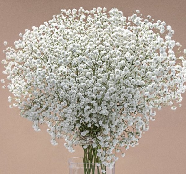 Paniculata Ecu. Bridal Queen 1000gr "T25"