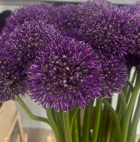 Allium Sensation 95cm