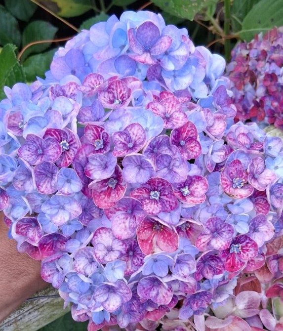 Hortensia Premium Tint. Antic Green Lila natural 60cm �17/18