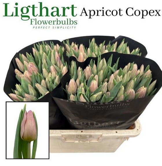 Tulipan Hol. Apricot Copex 40cm