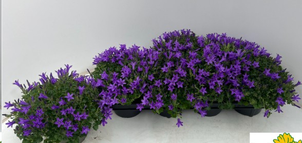 P. Campanula Port Kosea Kris 12/25cm "CC8"