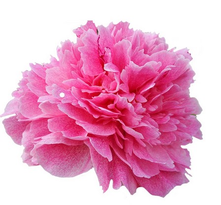 Peonia Hol. The Fawn 60cm Rs. "AA"