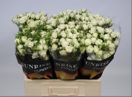 Ramificada Overig  Blanco 70cm A2