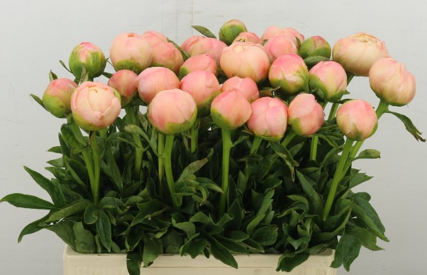 Peonia Hol. Kings Day 60cm