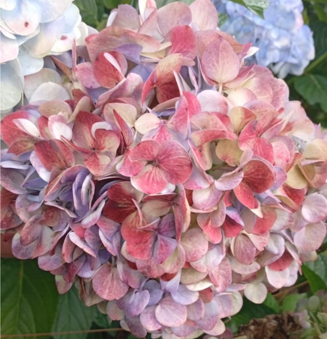 Hortensia Premium  Red Bicolor 60cm �17/18