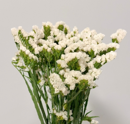 Statice Nac. Blanco 70cm (7 Dias - 2�)